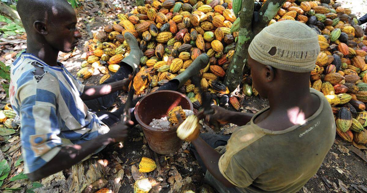 Les exportateurs de cacao en Côte-d’Ivoire craignent une bai