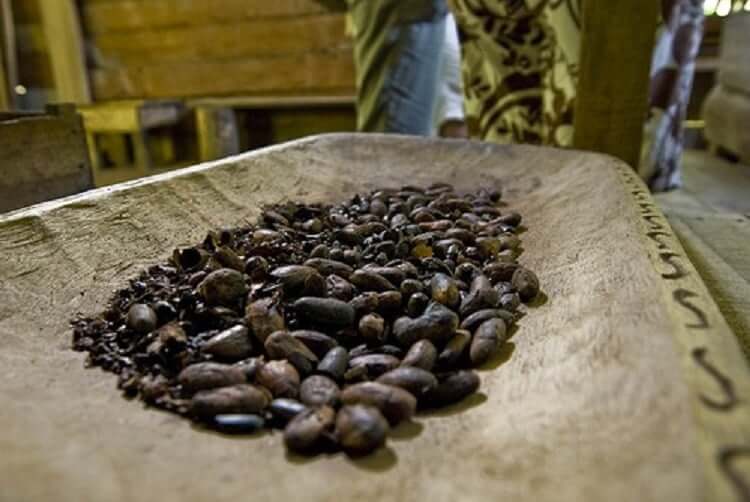 Olam Achete 100 Mille T De Cacao Au Prix Differentiel De Revenu Decent Drd De 400 Dollars Connectionivoirienne Net