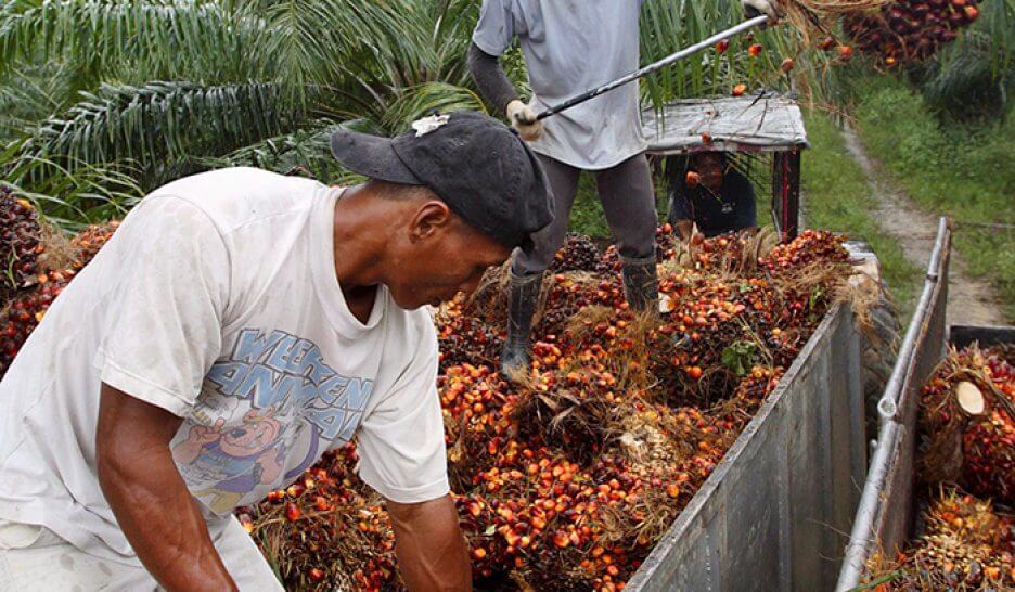 Hausse du prix de l'huile de palme en Côte d'Ivoire: Des consommateurs  menacent de "fermer" les usines - Connectionivoirienne.net