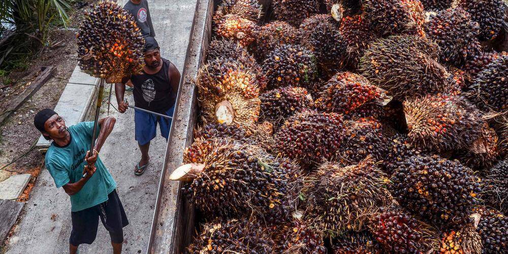 Indonesia suspends all palm oil exports, markets in turmoil