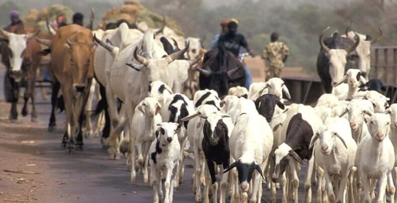 Le Mali ouvre ses frontières à l’exportation de 11 600 têtes de bétail en Côte d’Ivoire et au Sénégal